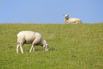 Sheep on dike, Strucklahnungshoern, Nordstrand, North Friesland, Schleswig-Holstein, Germany, Europe