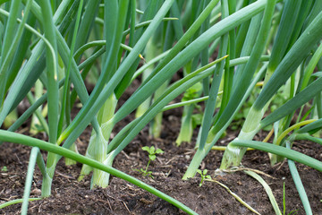Obraz premium green onion feathers grow in the garden