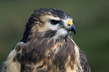 Common buzzard - portrait (Buteo buteo)