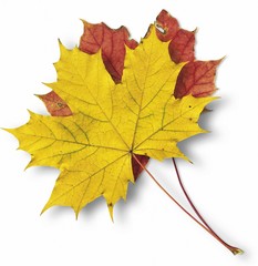 Maple leaves (Acer), autumn colours