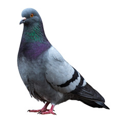 Dove pigeon bird, Dove isolated on white - 175661378
