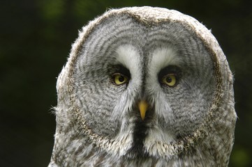 Great Grey Owl (Strix nebulosa)