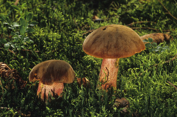 Boletus erythropus