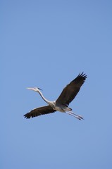 Grey Heron (Ardea cinerea) in flight