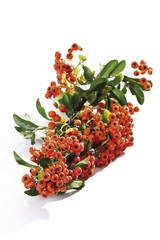 Firethorn or Fire Thorn (Pyracantha), berries and leaves