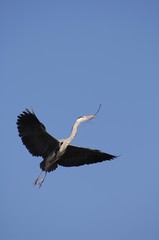 Grey Heron (Ardea cinerea) flying with nesting material