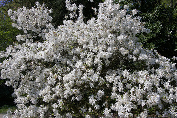 Star magnolia (Magnolia stellata Water Lily)