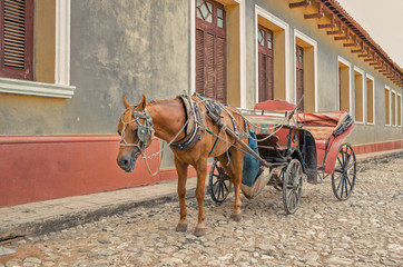 horse in harness on Trinidad street, Cuba