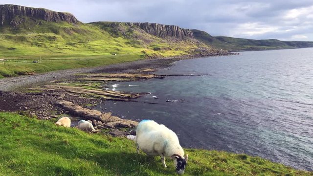 Sheep graze on a cliff in the Isle of Skye in Scotland