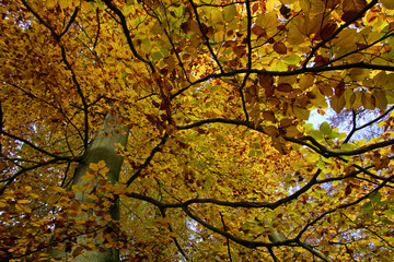 Common beech - european beech - beech grove - leaves in autumn colours - colourful foliage (Fagus sylvatica)