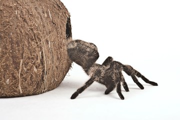 Bird spider