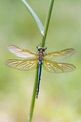 Common Darter (Sympetrum striolatum)