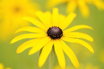 Black-eyed Susan, Brilliant Coneflower, Eastern Coneflower, or Orange Coneflower (Rudbeckia fulgida)