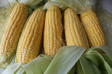 corn