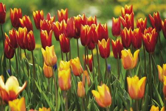 Colourful field of tulips (Tulipa)