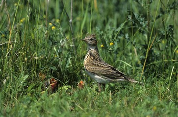 Fototapeta premium Skylark (Alauda arvensis), Lark family, young in nest