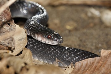 Common Mussurana (Clelia clelia), Costa Rica, Central America