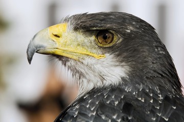 Black-chested Buzzard-eagle (Geranoaetus melanoleucus)