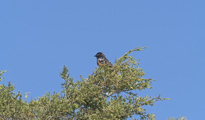 Spotted Towhee in a Badlands Tree