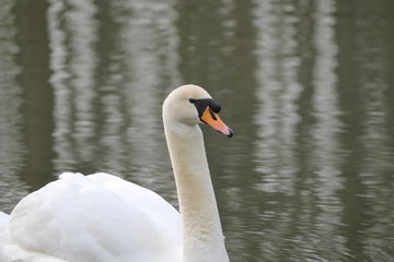 swan