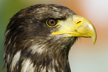Eagle, Haliaeetus albicilla