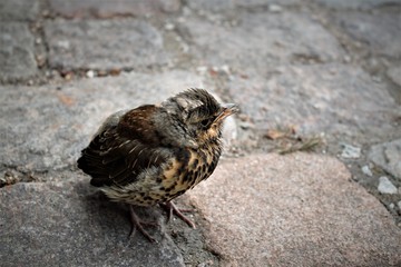 small bird get lost