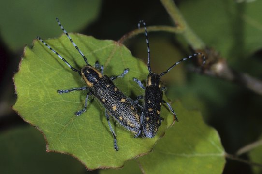 Small Poplar Borer (Saperda populnea), Cerambycidae family of Longhorn Beetles