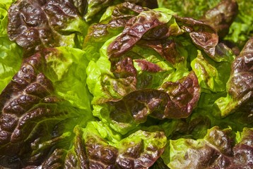 Lettuce (Lactuca sativa)
