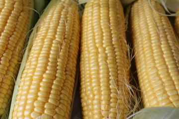 corns