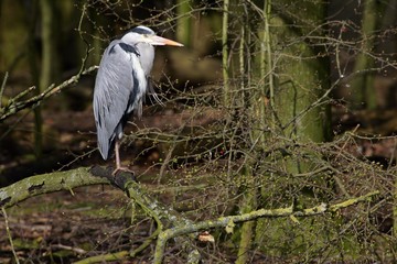 Grey herons standing on an branch - gray herons - european common herons (Ardea cinerea)