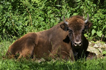 Young bison - wisent (Bison bonasus)