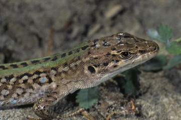 Italian Wall Lizard, portrait of a male