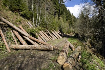 Lumbered wood lying on a mountain slope, storm damage, to be removed by forest administration, Styria, Austria, Europe