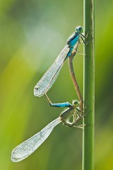 Blue-tailed Damselflies (Ischnura elegans) mating