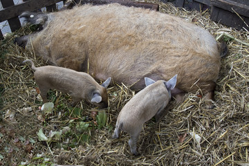 pigs with piglets, new litter,