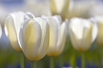 Obrazy na Szkle  Białe tulipany Maureen (Tulipa Maureen), należące do pojedynczej późnej grupy, kwitnące
