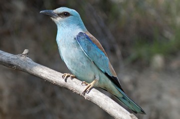 European Roller (Coracias garrulus), female on perch, Lake Kerkini region, Greece, Europe