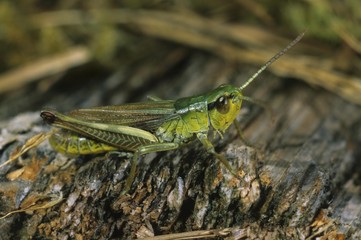 Meadow Grasshopper, Chorthippus parallelus, male