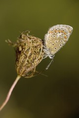 Common Blue (Polyommatus icarus)