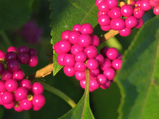 American Beautyberry closeup of fruit, bright pink