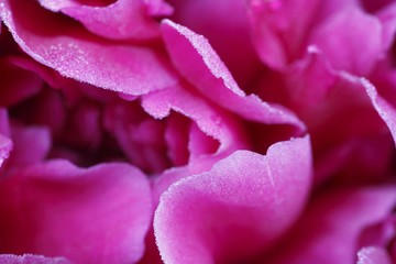 Flower, Common Peony (Paeonia officinalis), garden plant