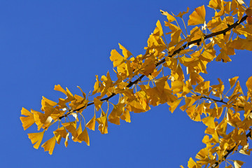 Ginkgo tree - maidenhair-tree - leaves in autumn colours - yellow foliage (Ginkgo biloba)