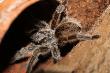 grammostola rosea