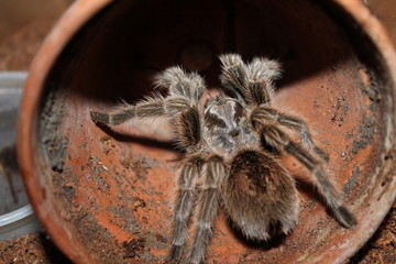 grammostola rosea
