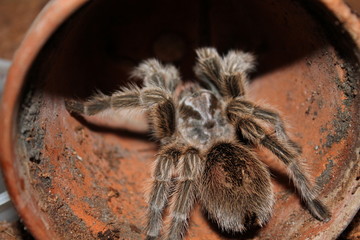 grammostola rosea