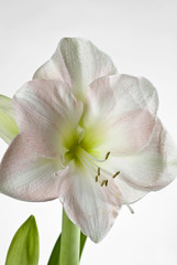 Amaryllis, (Hippeastrum Hybrid), blossom