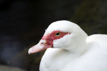 Белый гусь 
