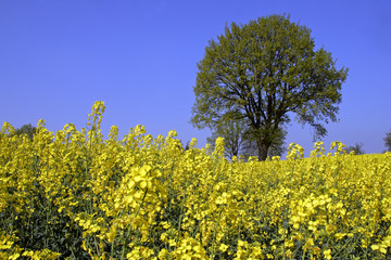 English oaks in a flowering rape field - pedunculate oak (Quercus robur) (Brassica napus) - Schleswig-Holstein, Germany, Europe