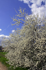 Flowering blackthorn - sloe (Prunus spinosa)