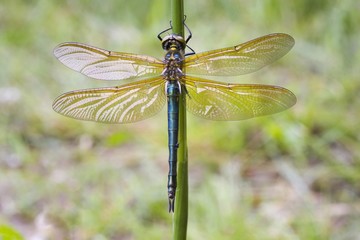 Common Darter (Sympetrum striolatum)